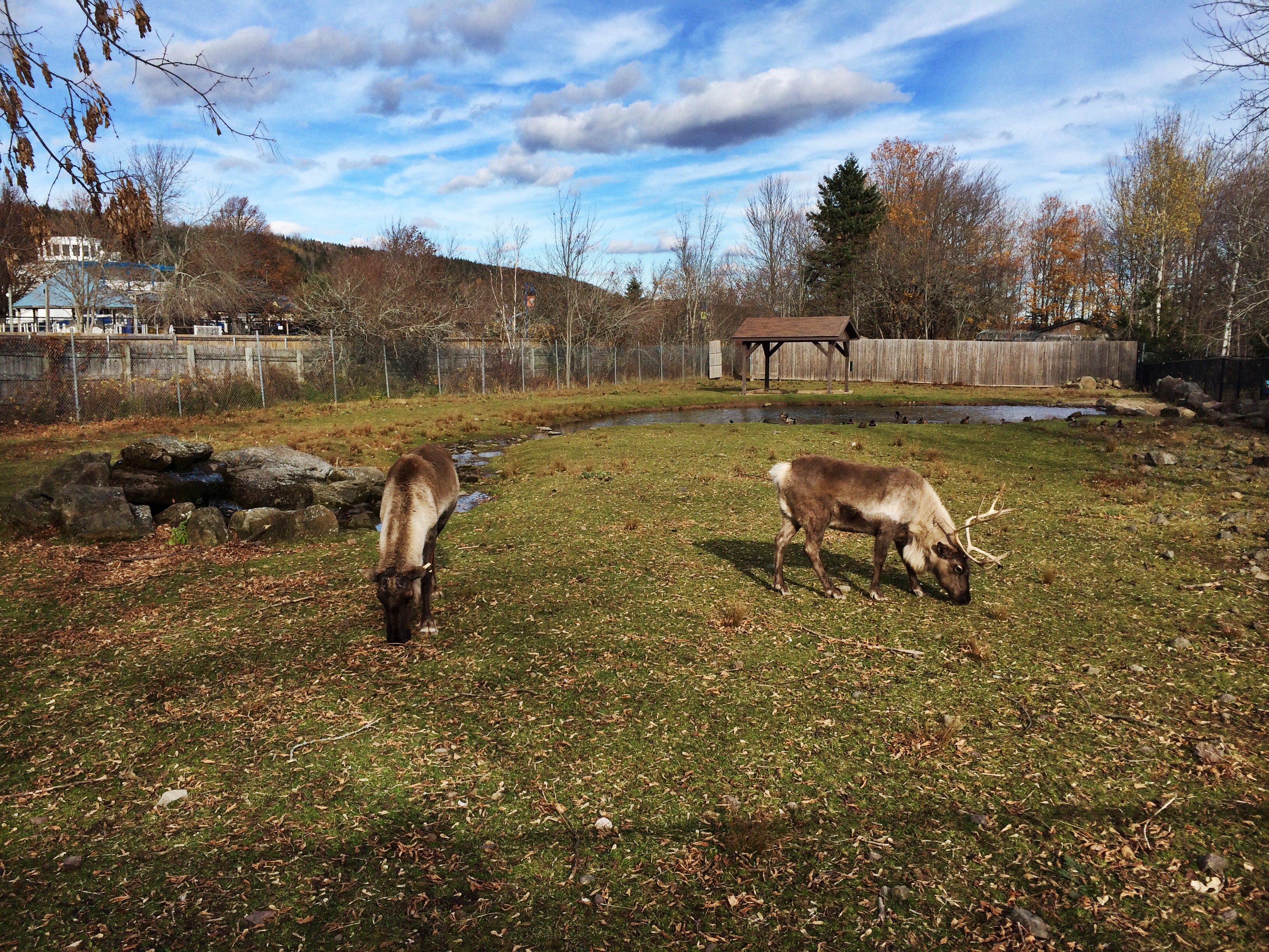 Fall Photo Journal of Hill Zoo, New Brunswick East Coast Mermaid